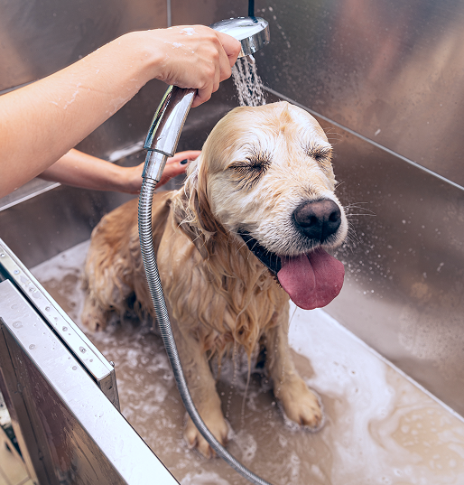 Golden retriever being rinsed in a self-serve dog wash tub